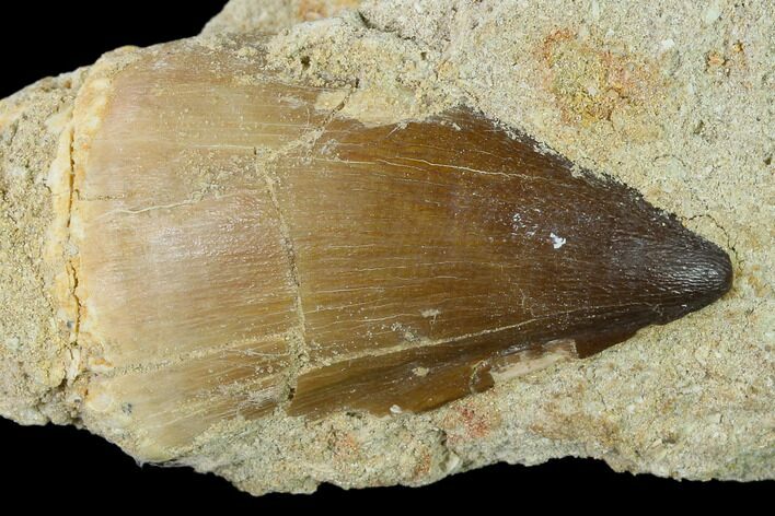Mosasaur (Prognathodon) Tooth In Rock - Morocco #140633